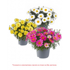 АРГИРАНТЕМУМ МИКС 1Л АРГИРАНТЕМУМ МИКС 1Л