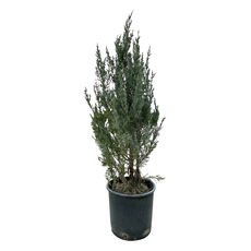 ЮНИПЕРУС MOONGLOW 60-80CM 5L ЮНИПЕРУС MOONGLOW 60-80CM 5L