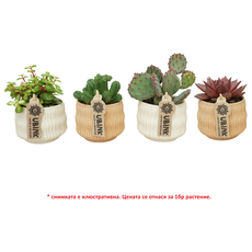 КАКТУС/СУКУЛЕНТ В КЕР.КАШПА Ф8.5CM H15CM КАКТУС/СУКУЛЕНТ В КЕР.КАШПА Ф8.5CM H15CM