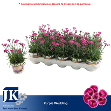 КАРАМФИЛ PEACH PARTY Ф12CM H:25CM КАРАМФИЛ PEACH PARTY Ф12CM H:25CM