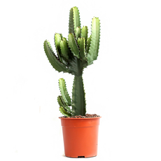 ЕУФОРБИЯ CANARIAS Ф21СМ H60CM ЕУФОРБИЯ CANARIAS Ф21СМ H60CM