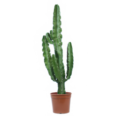 ЕУФОРБИЯ ERYTREA Ф21СМ H70CM ЕУФОРБИЯ ERYTREA Ф21СМ H70CM