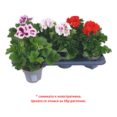 КРАЛСКО МУШКАТО Ф12CM H:26CM MIX КРАЛСКО МУШКАТО Ф12CM H:26CM MIX