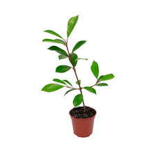 PHOTINIA PHOTINIA