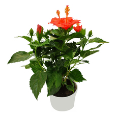 ХИБИСКУС Ф14CM ХИБИСКУС Ф14CM