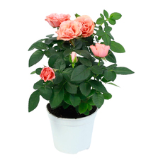 РОЗА Ф12CM РОЗА Ф12CM