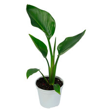 СТРЕЛИЦИЯ Ф14CM СТРЕЛИЦИЯ Ф14CM