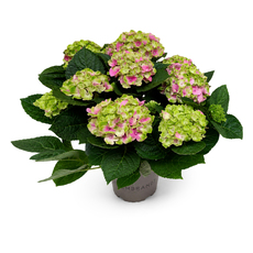 ХОРТЕНЗИЯ REMBRAND VIBRANT Ф15CM H:40CM ХОРТЕНЗИЯ REMBRAND VIBRANT Ф15CM H:40CM