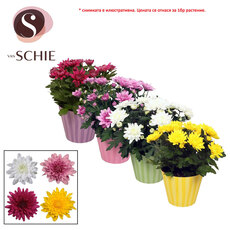 ХРИЗАНТЕМА Ф13CM H:25CM MIX ХРИЗАНТЕМА Ф13CM H:25CM MIX