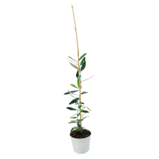OLIVE PLANT OLIVE PLANT
