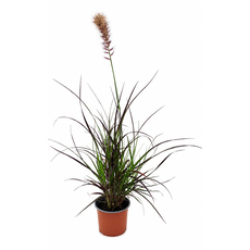ПЕНИСЕТУМ Ф12CM ПЕНИСЕТУМ Ф12CM
