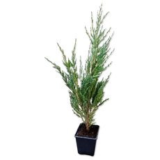 ЮНИПЕРУС BLUE ARROW Ф9CM H:40-45CM ЮНИПЕРУС BLUE ARROW Ф9CM H:40-45CM