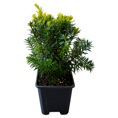 ТАКСУС HICKSII Ф9CM H:15-20CM ТАКСУС HICKSII Ф9CM H:15-20CM