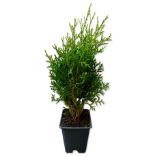 ТУЯ OCCIDENTALIS COLUMNA Ф9CM H:30-35CM ТУЯ OCCIDENTALIS COLUMNA Ф9CM H:30-35CM