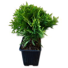 ТУЯ OCCIDENTALIS DANICA Ф9CM H:10-15CM ТУЯ OCCIDENTALIS DANICA Ф9CM H:10-15CM