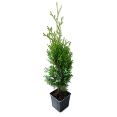 ТУЯ OCCIDENTALIS HOLMSTRUP Ф9CM H35-40CM ТУЯ OCCIDENTALIS HOLMSTRUP Ф9CM H35-40CM
