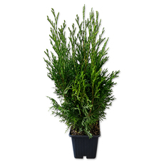 ТУЯ OCCIDENTALIS SMARAGD Ф9CM H:30-35CM ТУЯ OCCIDENTALIS SMARAGD Ф9CM H:30-35CM