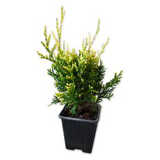 ТУЯ PLICATA KORNIK Ф9CM H:15-20CM ТУЯ PLICATA KORNIK Ф9CM H:15-20CM