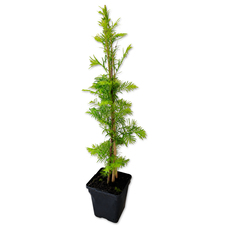 МЕТАСЕКВОЯ GLYPTOSTROBOIDES Ф9CMH40-50CM МЕТАСЕКВОЯ GLYPTOSTROBOIDES Ф9CMH40-50CM