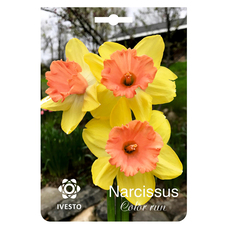 BULBS NARCISSUS COLOR RUN IVESTO BULBS NARCISSUS COLOR RUN IVESTO