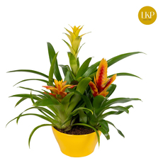 БРОМЕЛИЯ COUPE EXOTIC Ф16CM H:40CM БРОМЕЛИЯ COUPE EXOTIC Ф16CM H:40CM