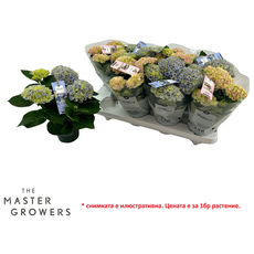 ХОРТЕНЗИЯ MAGICAL REVOLUTION Ф12CM ХОРТЕНЗИЯ MAGICAL REVOLUTION Ф12CM