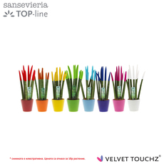 САНСЕВИЕРА VELVET TOUCHZ Ф8.5CM H:30CM САНСЕВИЕРА VELVET TOUCHZ Ф8.5CM H:30CM