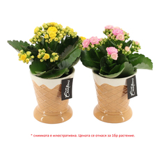 КАЛАНХОЕ SUMMER BEACH Ф9CM H:20CM MIX КАЛАНХОЕ SUMMER BEACH Ф9CM H:20CM MIX