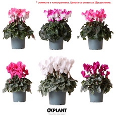 ЦИКЛАМА Ф12СМ H25CM MIX ЦИКЛАМА Ф12СМ H25CM MIX