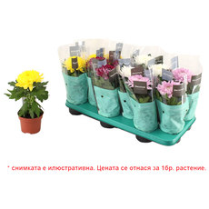 ХРИЗАНТЕМА SUPERNOVA MIX Ф10.5CM H30CM ХРИЗАНТЕМА SUPERNOVA MIX Ф10.5CM H30CM