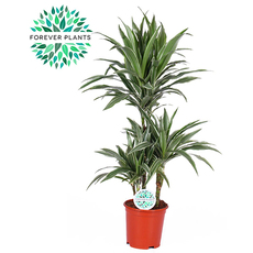 ДРАЦЕНА WARNECKEI Ф21CM H:90CM ДРАЦЕНА WARNECKEI Ф21CM H:90CM