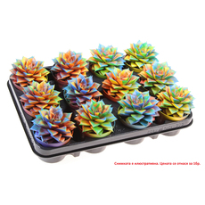 ЕШЕВЕРИЯ НАПРЪСКАНА CHAMELEON ЕШЕВЕРИЯ НАПРЪСКАНА CHAMELEON