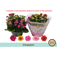 КАЛАНХОЕ CARNAVAL Ф23CM H:27CM MIX КАЛАНХОЕ CARNAVAL Ф23CM H:27CM MIX
