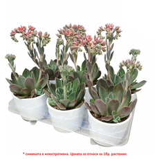 ЕШЕВЕРИЯ BLUE PRINCE Ф10.5CM H:25CM ЕШЕВЕРИЯ BLUE PRINCE Ф10.5CM H:25CM