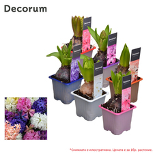 Зюмбюл микс ф7см Зюмбюл микс ф7см