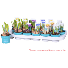 ПРОЛЕТНИ ЛУКОВИЦИ МИКС Ф9CM ПРОЛЕТНИ ЛУКОВИЦИ МИКС Ф9CM