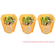 НАРЦИС Ф12СМ H:15CM НАРЦИС Ф12СМ H:15CM