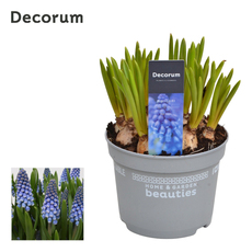 МУСКАРИ BIG SMILE Ф12CM H:15CM МУСКАРИ BIG SMILE Ф12CM H:15CM