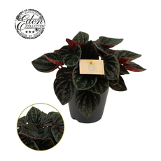ПЕПЕРОМИЯ ROJO GRANDE Ф15CM H:25CM ПЕПЕРОМИЯ ROJO GRANDE Ф15CM H:25CM