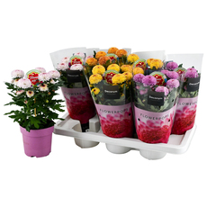 ХРИЗАНТЕМА ABBEY POPS MIX Ф14CM H:35CM ХРИЗАНТЕМА ABBEY POPS MIX Ф14CM H:35CM