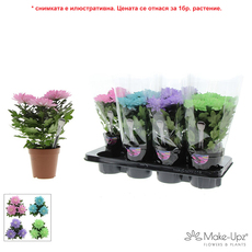 ХРИЗАНТЕМА ZEMBLA NEXT Ф13CM H:33CM ХРИЗАНТЕМА ZEMBLA NEXT Ф13CM H:33CM