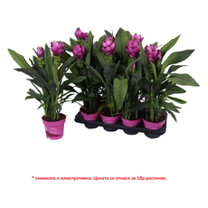КУРКУМА SIAM Ф14CM H:55CM КУРКУМА SIAM Ф14CM H:55CM