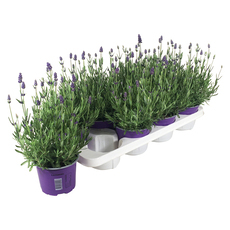 ЛАВАНДУЛА ANGUSTIFOLIA ESSENCE PURPLE ЛАВАНДУЛА ANGUSTIFOLIA ESSENCE PURPLE