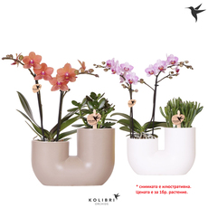 АРАНЖИРОВКА ОРХИДЕЯ И СУКУЛЕНТ АРАНЖИРОВКА ОРХИДЕЯ И СУКУЛЕНТ