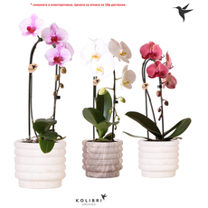 ОРХИДЕЯ ELEGANT CASCADE ОРХИДЕЯ ELEGANT CASCADE