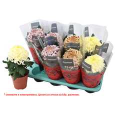 ХРИЗАНТЕМА COCO Ф13CM H:35CM MIX ХРИЗАНТЕМА COCO Ф13CM H:35CM MIX