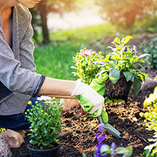 Outdoor plants