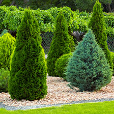 Evergreen bushes and trees
