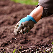 Fertilizers, soils and grass seeds