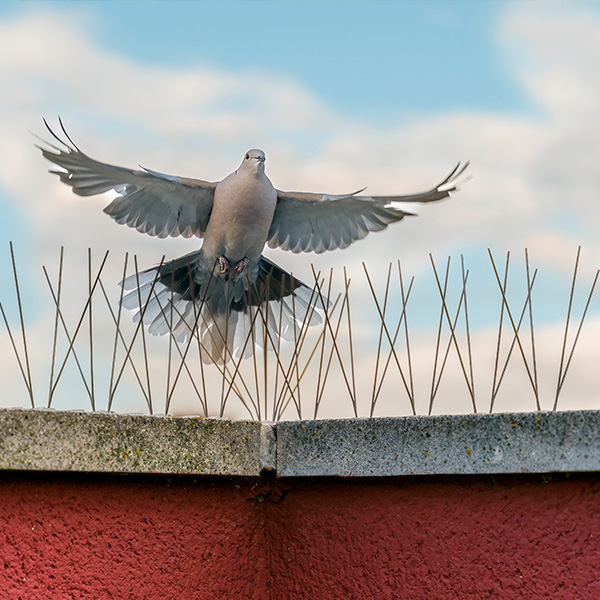 Divers animals protection Divers animals protection